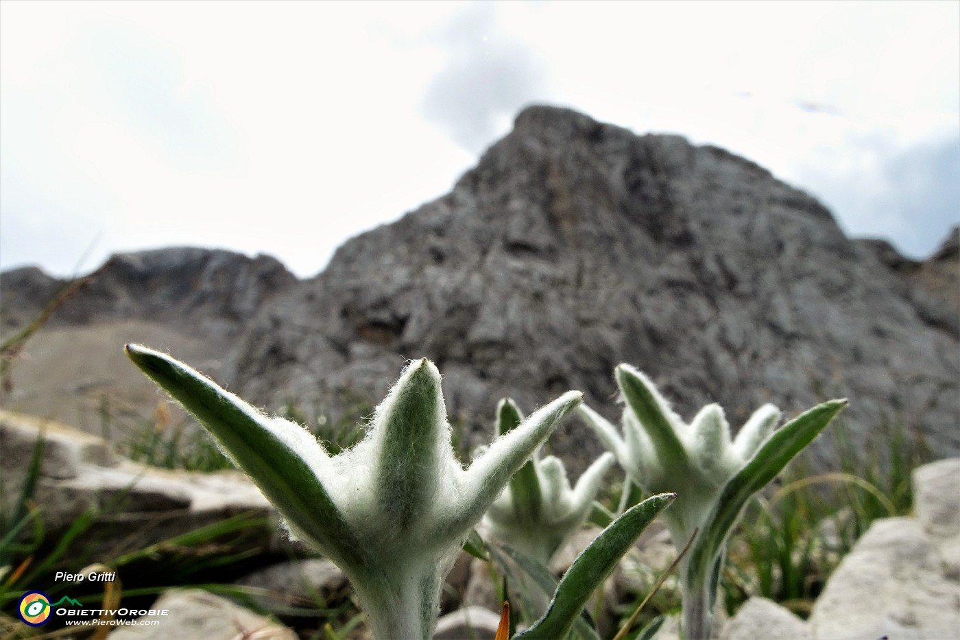 50 Stelle alpine con Arera nord.JPG